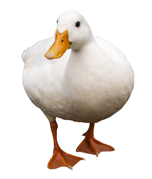 a duck